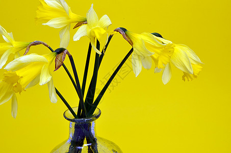 Narcissus 假自毁水仙花朵季节蓝色花束花瓣礼物植物群喇叭灯泡玻璃图片