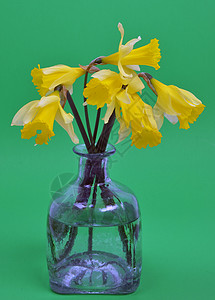 Narcissus 假自毁水仙展示花束植物群礼物喇叭花朵灯泡蓝色花瓣水仙花图片