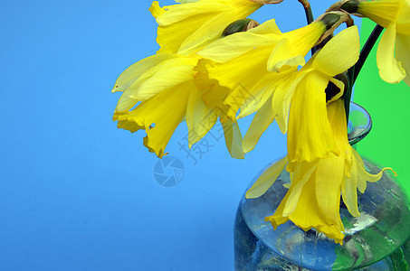 Narcissus 假自毁水仙植物群季节礼物喇叭水仙花蓝色花束玻璃花瓣花朵图片