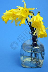 Narcissus 假自毁水仙水仙花蓝色展示礼物花朵喇叭季节灯泡花束花瓣图片