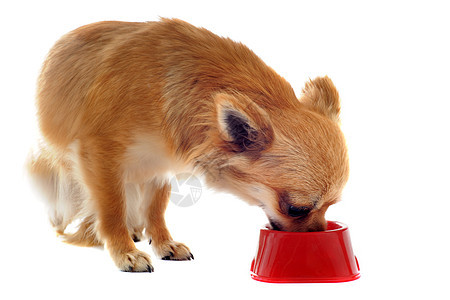 小狗吉娃娃和食物碗动物食品口渴白色伴侣棕色狗粮工作室犬类宠物图片