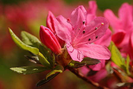 阿扎莱亚宏观植物群粉色花园植物植物学图片