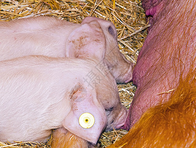 贪婪的小猪护理母亲幸福牛奶乐趣母猪食物稻草图片