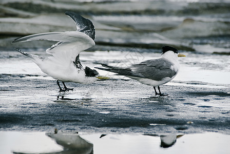 鸟类眼睛飞行岩石荒野羽毛海滩白色翅膀石头灰色图片