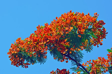 Delonix 重现材料热带花园红色植物花朵环保环境树木图片