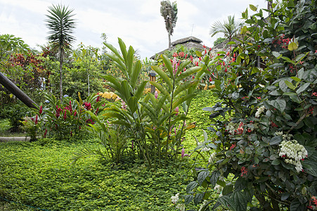 热带热带花园树叶植物红色异国情调森林绿色图片