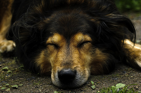 睡觉狗自然界摄影野生动物动物群工作室图片
