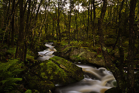 达尔斯努特区系自然界工作室溪流主持人花草摄影森林地景植物图片