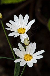 牛眼乳花草区系工作室背心植物宏观摄影自然界花朵白花草图片