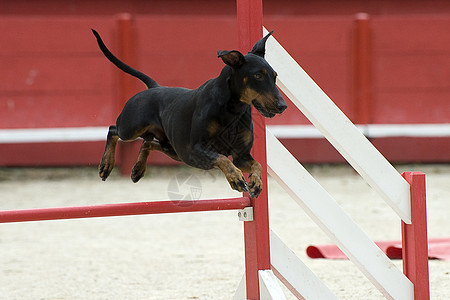 曼彻斯特泰瑞尔敏捷宠物跳跃竞赛特梗训练黑色犬类运动短毛猎犬图片