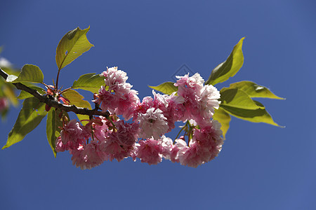 樱花花白色季节植物群绿色植物粉色季节性叶子图片