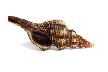 排泄物蛤蜊海洋碳酸盐物品工作室扇贝生物地幔贝类石鳖图片