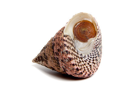 Tetus 连接线贝壳石鳖生态工作室粉笔海洋生物收藏家碳酸盐扇贝图片