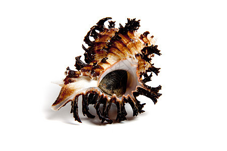 六氟环十二烷地幔生活扇贝骨骼碳酸盐粉笔物品蛤蜊动物生物图片