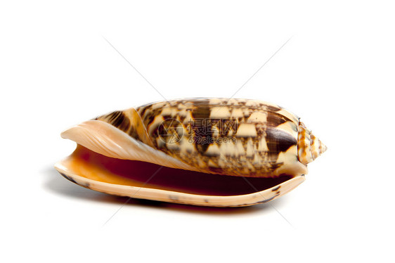 小型小奥利瓦acoliva石鳖物品生态骨骼地幔贝壳扇贝海洋蛤蜊生活图片