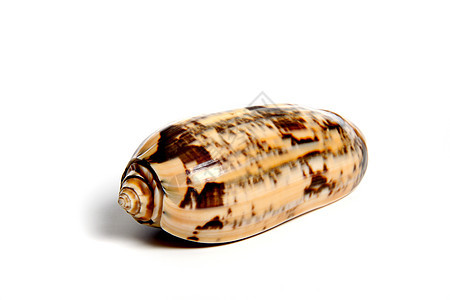 小型小奥利瓦acoliva工作室蛤蜊摇篮生物收藏家碳酸盐粉笔阀门石鳖贝壳图片
