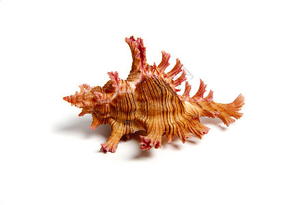 盐酸石鳖蛤蜊工作室阀门骨骼物品贝类贝壳收藏家摇篮图片