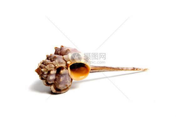 维达尼人阀门扇贝石鳖贝壳摇篮地幔蛤蜊生物骨骼动物图片