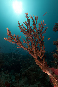 红海的珊瑚和太阳图片