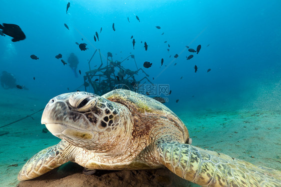 红海的绿龟潜水场景蓝色太阳光热带生活盐水阳光海洋植物图片