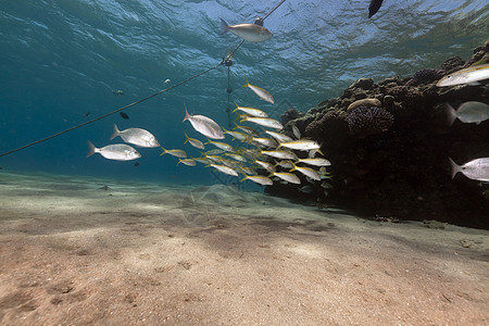 红海的鱼类和海洋盐水射线珊瑚异国情调天堂植物蓝色场景生活图片