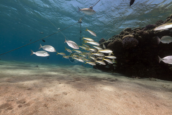 红海的鱼类和海洋盐水射线珊瑚异国情调天堂植物蓝色场景生活图片