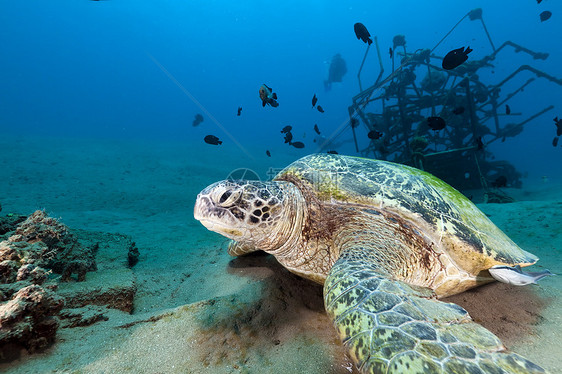 红海的绿龟热带珊瑚植物情调海洋异国场景太阳光射线海景图片