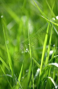 早晨有青草草原植物群草地场地生长花园环境地面绿色植物园林图片