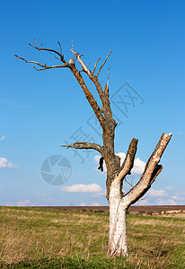 死树死亡太阳植物森林干旱树干蓝色木头生长天空图片