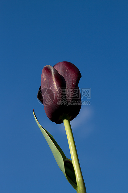 紫色郁金香花瓣花朵花园植物叶子天空绿色生长图片