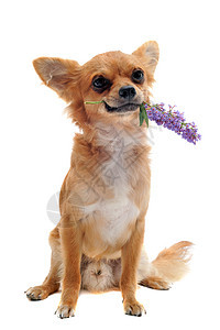 吉娃娃和花朵蓝色棕色宠物展示动物白色伴侣犬类紫色工作室图片