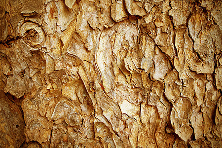 树皮模式棕色木头皮肤植物粮食时间森林古董木板腐蚀图片
