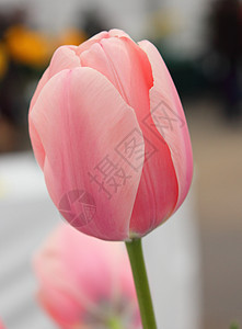 Tullip 郁金花园植物花瓣粉色背景图片
