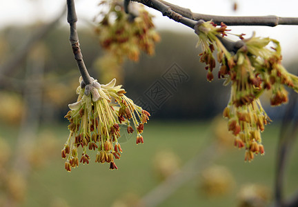 春绿芽树叶平衡生态植物生活叶子唤醒分支机构苏醒环境活力图片