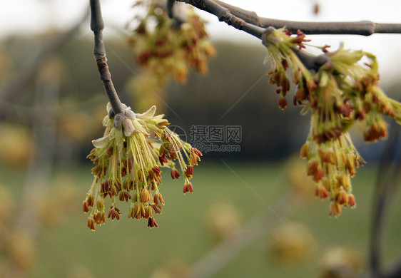 春绿芽树叶平衡生态植物生活叶子唤醒分支机构苏醒环境活力图片