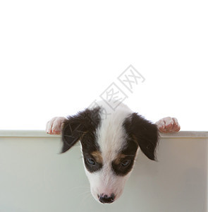 带空野猪的狗狗哺乳动物猎犬犬类广告牌白色广告框架笔记卡片宠物图片