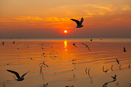 海鸥群动物海岸支撑海洋团体天空海滩太阳生活海鸥图片