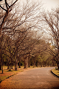 树边的林木场景橙子远景小路季节车道人行道世界金子公园图片