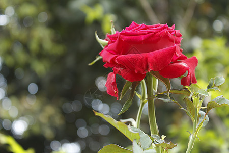 玫瑰花朵植物花瓣绿色花头叶子红色图片