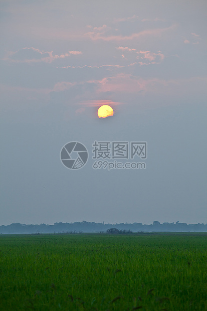 大米日落农场稻田种植园食物植物旅行热带太阳农村草地生长图片