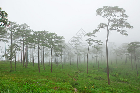 神秘森林公园薄雾树干风景季节射线农村木头天气叶子图片