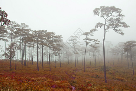 神秘雾雾林树木风景木头环境公园农村树干森林射线旅行图片