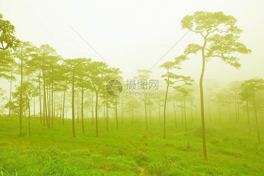 神秘雾雾林树干木头农村公园射线旅行荒野树叶薄雾天气图片