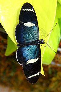 海利科尼乌斯萨拉 蝴蝶图片