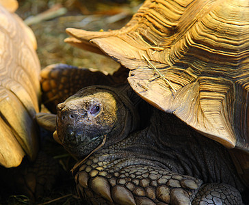 巨龟食草乌龟甲壳爬虫图片