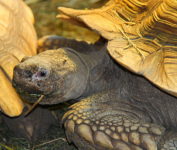 巨龟食草乌龟爬虫甲壳图片