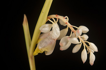 不同壳牌金洁黄色贝壳环保白色绿色花园环境花朵热带草本植物图片