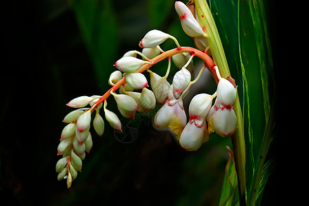 不同壳牌金洁杂色白色花朵花园热带环保环境草本植物贝壳绿色图片