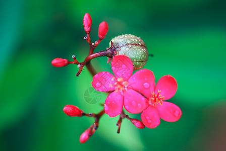 麻疯综合体材料红色花园热带花朵水果环保植物环境绿色图片