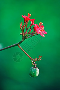 麻疯综合体绿色环保灌木花园材料花朵红色环境热带植物图片